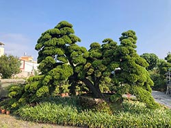 雲林真柏批發-庭園樹木批發