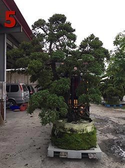 澎湖真柏批發-庭園樹木批發