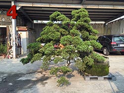 宜蘭真柏批發-庭園樹木批發