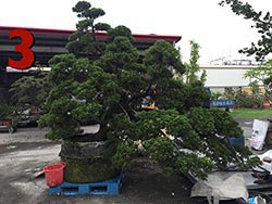 花蓮真柏批發-庭園樹木批發